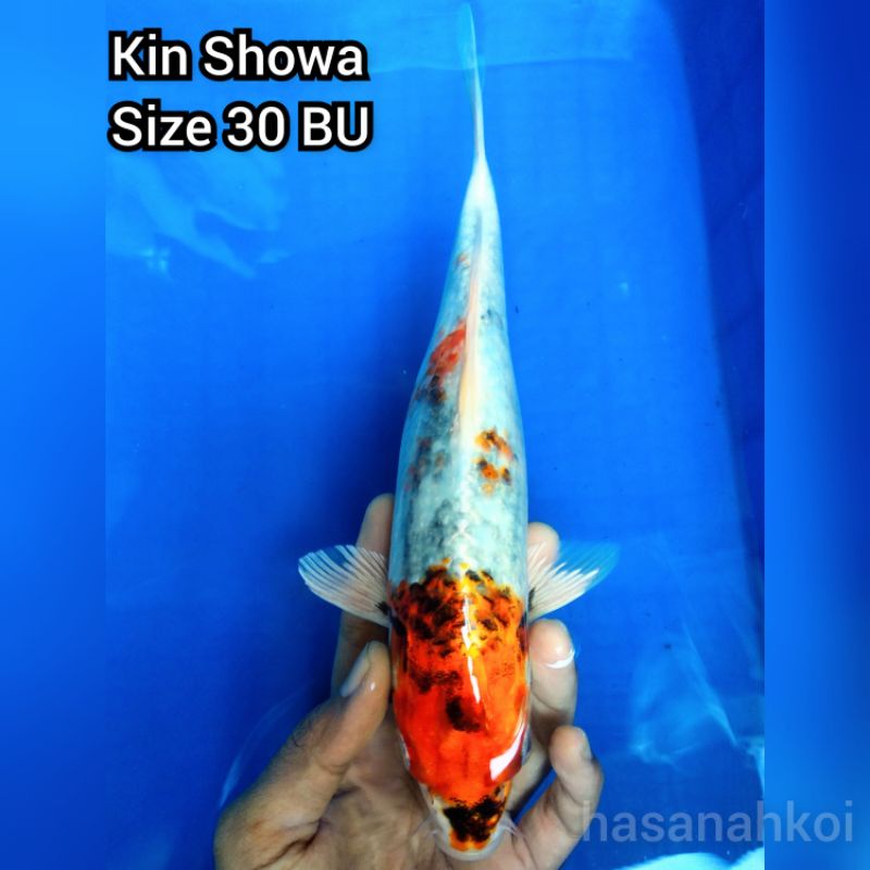 Ikan Koi Kin Showa 4001