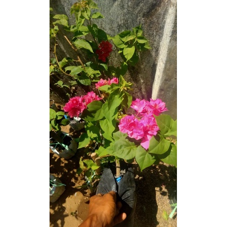 Tanaman bunga hias Bougenville merah tumpuk