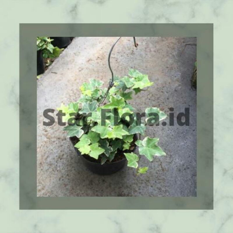 Tanaman gantung IVY varigata bunga hias, bunga gantung, tanaman hias, tanaman,hiasan ruangan, penyeg