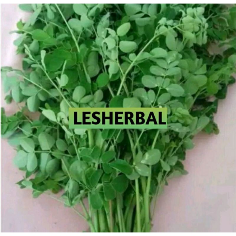 daun kelor segar 1kg