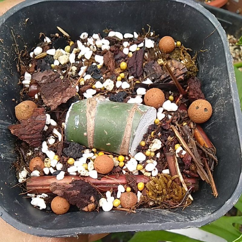 Rhaphidophora Decursiva ( khusus pejuang Bonggol)