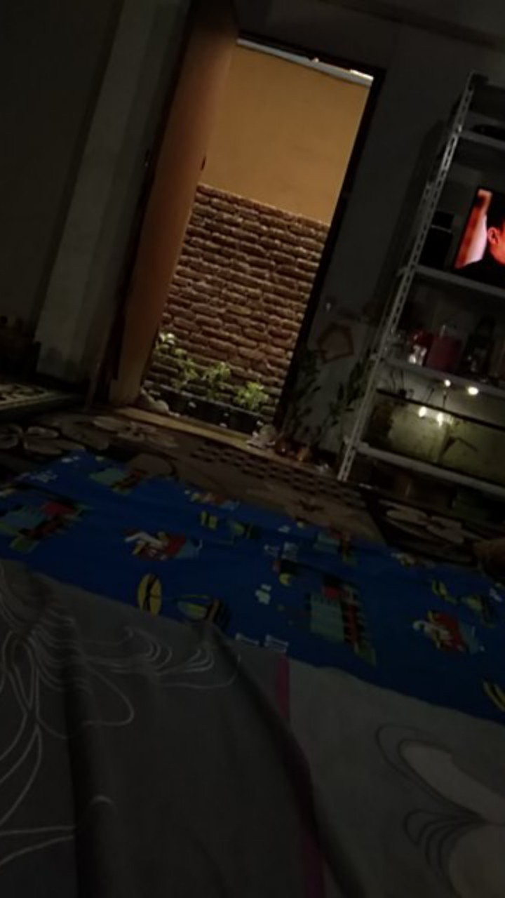 Bibit Tanaman Jeruk Nipis Seedling