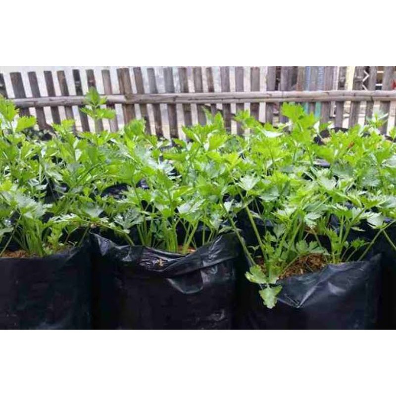 benih tanaman seledri/ bibit tanaman seledri