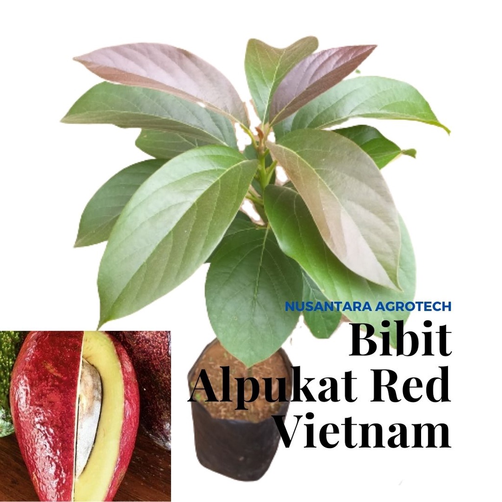 Bibit Alpukat Red Vietnam tinggi 60cm