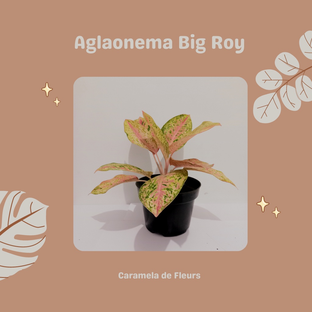 Aglaonema big roy
