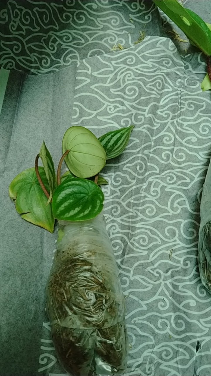 Tanaman Peperomia Semangka