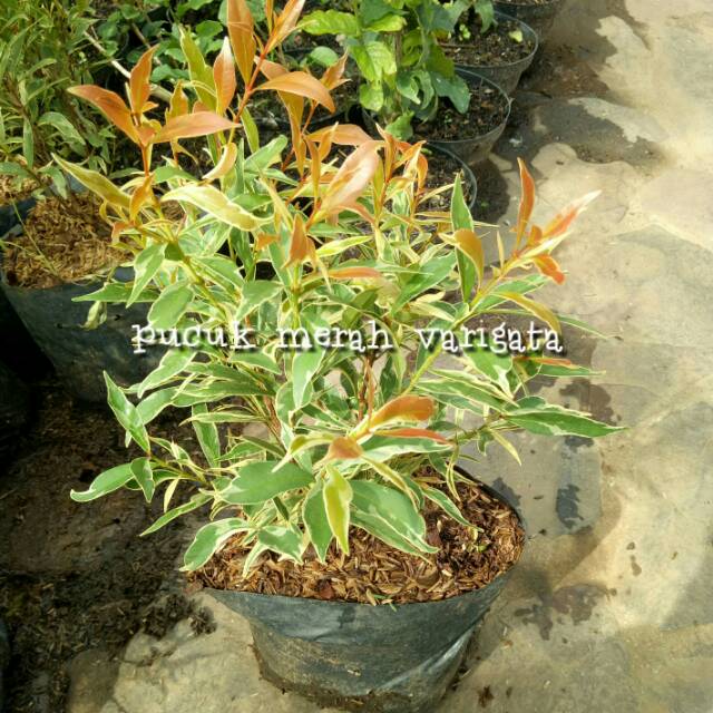 Pucuk Merah Varigata