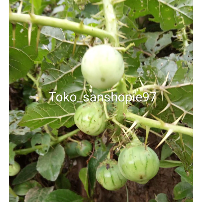 

jual buah terong pari / 15 butir