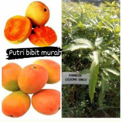 

mangga gedong gincu