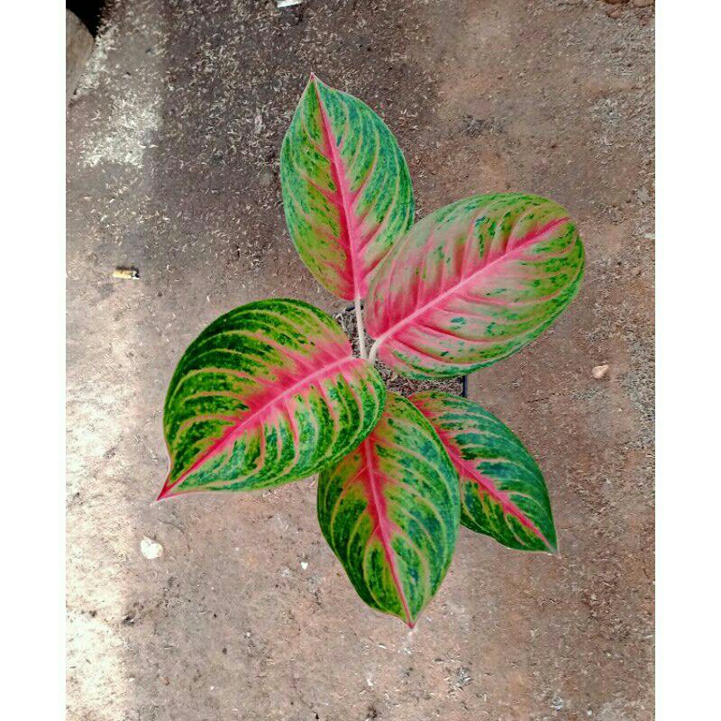 tanaman hias aglonema andini-Tanaman Hias Aglonema Andini-Aglonema Andini-ANDINI AGLONEMA PrOMO