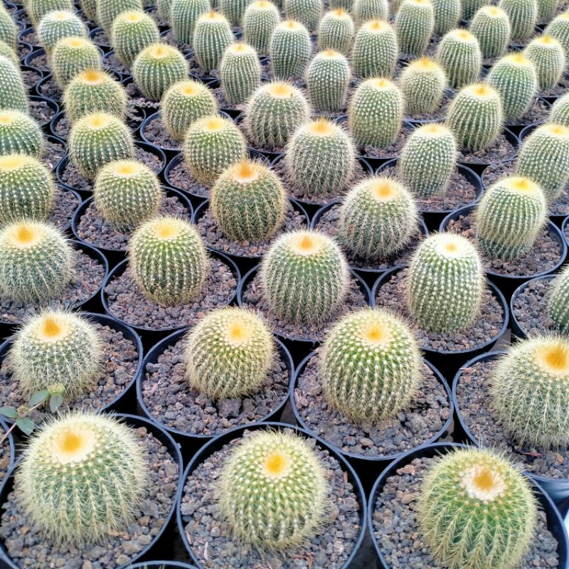 kaktus lening ownroot