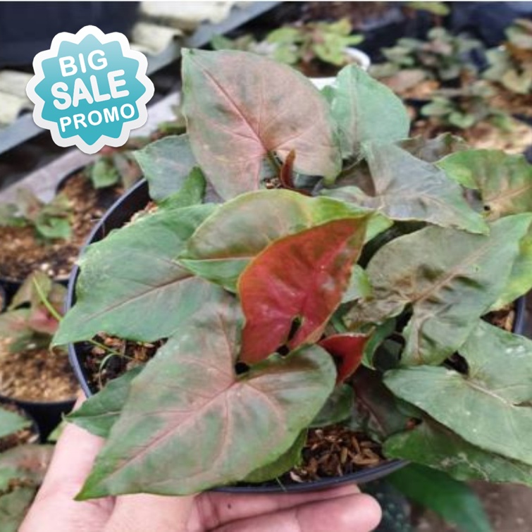 Tanaman hias Tanaman hias Syngonium Tembaga / syngonium maria allusion harga murah kualitas Super si
