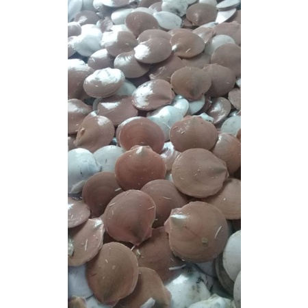 

KERANG SIMPING SEDANG