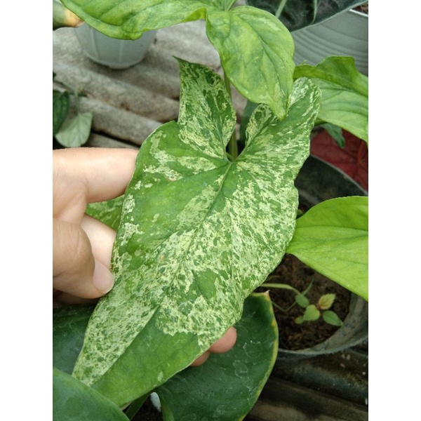 Syngonium Mojito Mottled / Syngonium