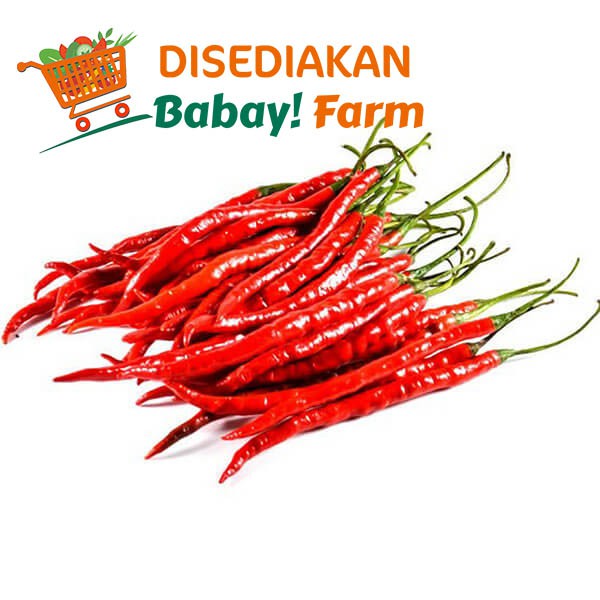 

Cabe Merah Keriting / Cabai Merah Keriting 250 gram