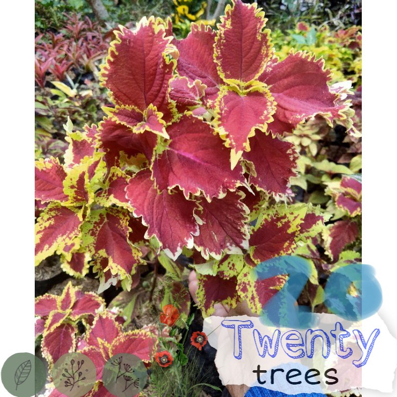 tanaman hias miana / Tanaman hias hidup / tanaman hias / tanaman gantung / tanaman hias gantung / ta