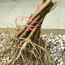 AKAR KAYU SENGGANI ukuran besar