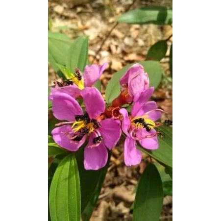 taibo cina senggani vegetasi lebah