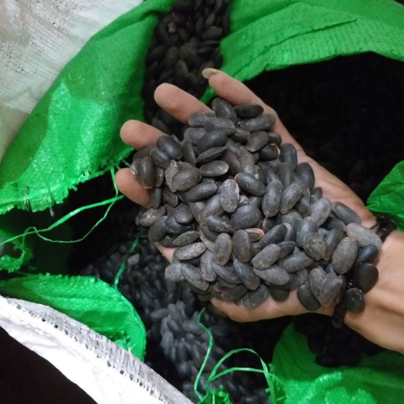 

Biji Kedawung super 250 Gram