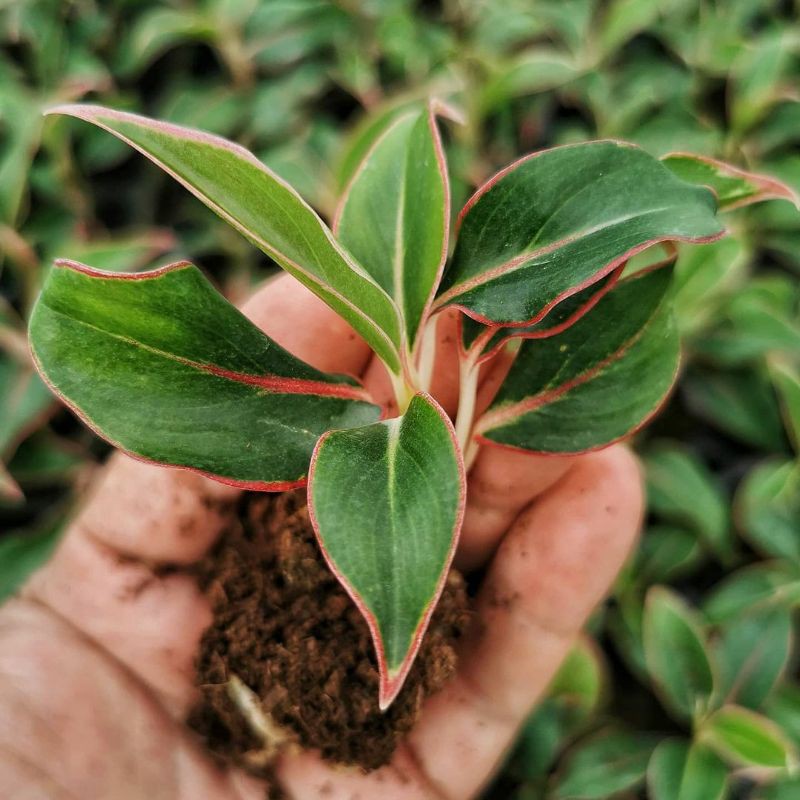 Aglaonema siam aurora / aglaonema lipstik Dewasa
