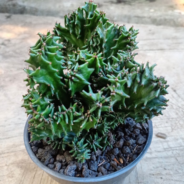 Euphorbia ingens cristata KAKTUS SUKULEN TANAMAN HIAS