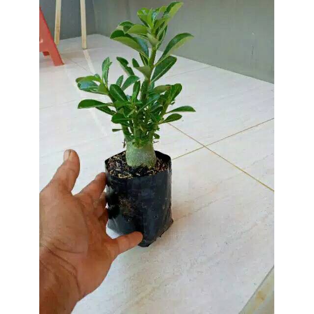 BONSAI ADENIUM ARABICUM-bibit tanaman bonsai adenium arabicum