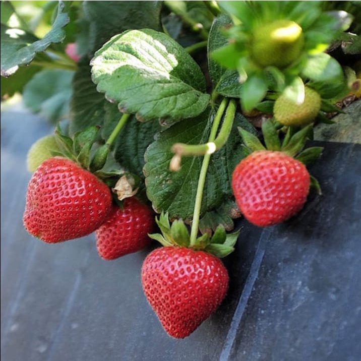 30 bibit strawbery jumbo manis jenis MENCIR siap tanam bibit berkualitas lansung dari kebun real stok