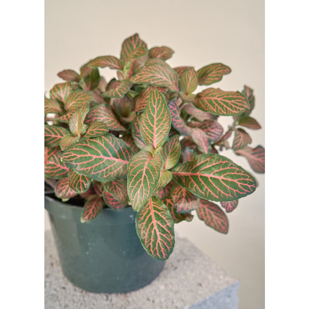 Bunga Murah Tanaman Fittonia Pink Nerve Plant Bunga Fittonia Pink Angel Tanaman Murah