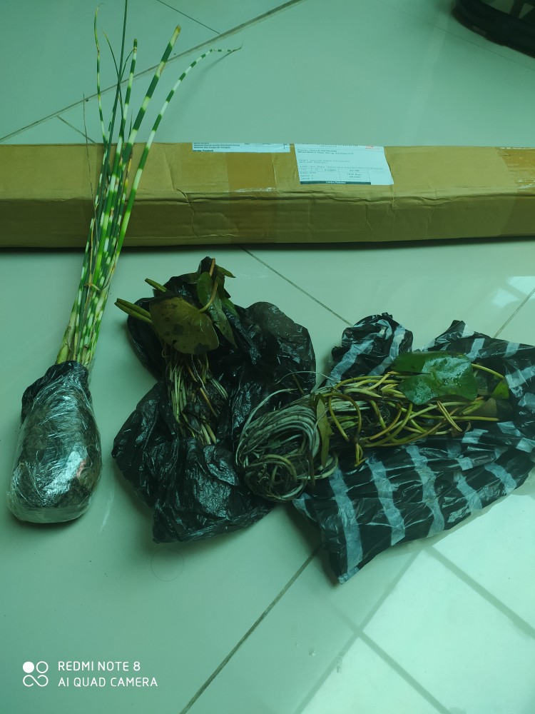 Tanaman Hias Bambu Air Variegata