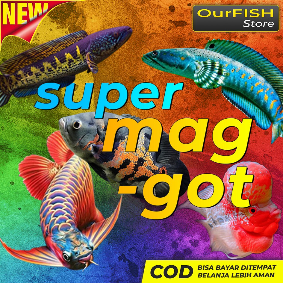 OURFISH - Maggot with Beta carotene Pakan Ikan Predator Channa Arwana Louhan Oscar Pbass Koi Belida