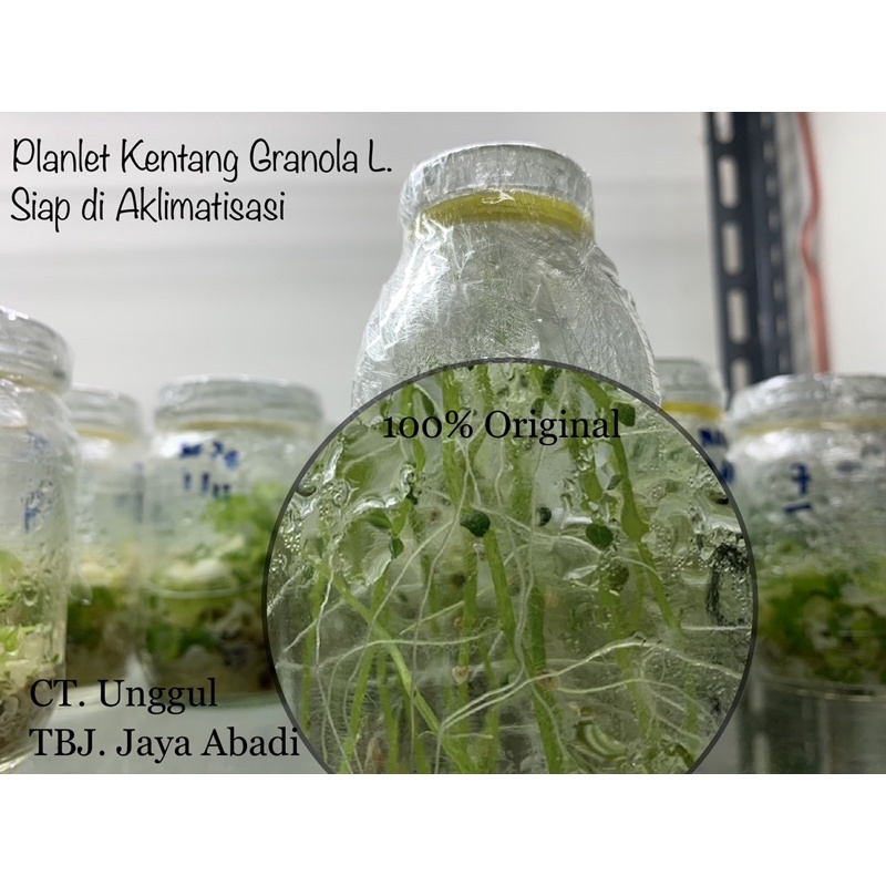 Benih Bibit Kultur Jaringan Kentang Granola L / Planlet Kentang Granola L. Bebas Virus & Asli Origin