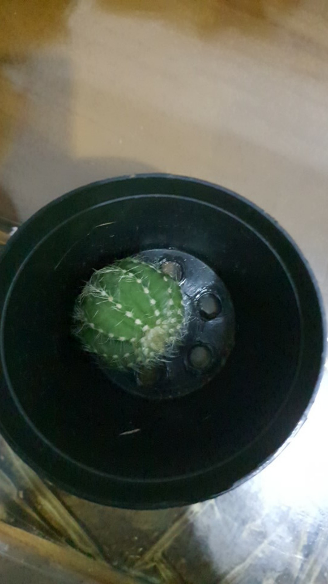 Kaktus Belimbing Parodia Owroot