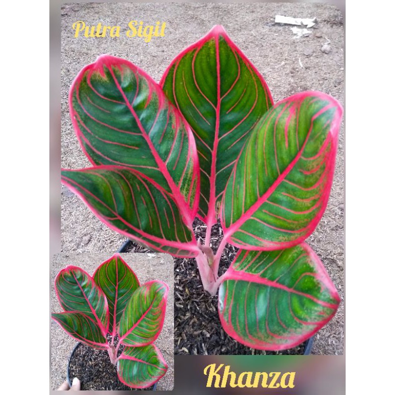aglonema khanza
