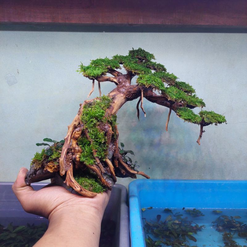 Bonsai Aquascape Doyong Murah
