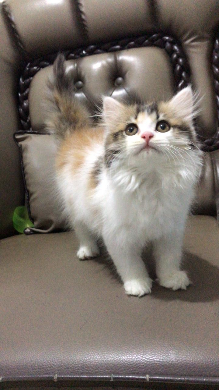 Batik Warna Navy, Kemeja Batik Ayah Anak Berkualitas, Motif Tidak Pasaran