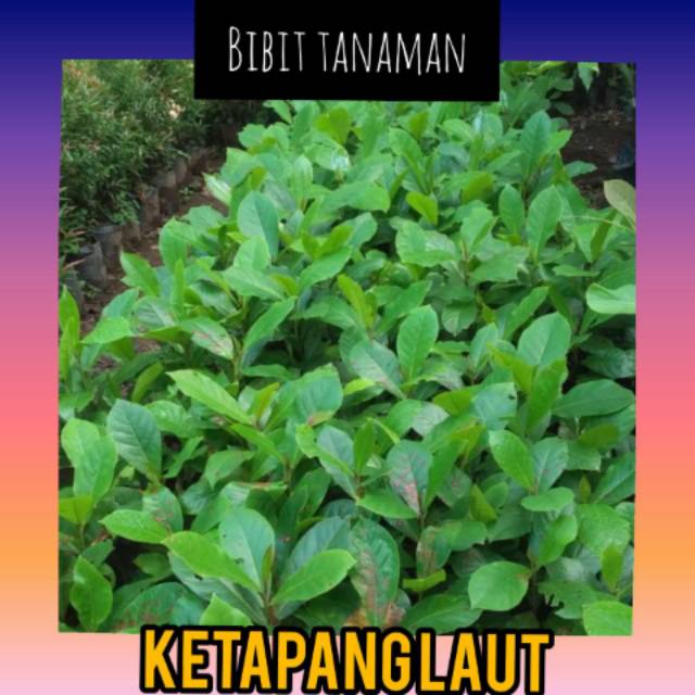 Bibit Ketapang Laut / Ketapang Laut daun Lebar