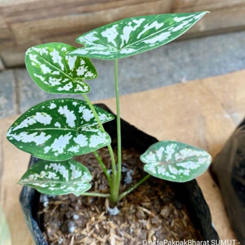 Tanaman Hias Umbi Caladium humboldtii Keladi Liliput Caladium Mini Variegata