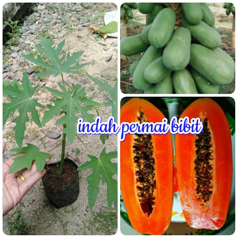 bibit tanaman pepaya delima merah