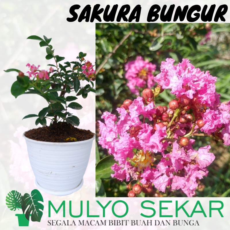 Bibit Bunga Sakura Bungur ( Lokal ) tanaman hias berbunga