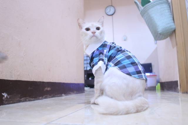 Tuxedo tanpa dasi motif kotak-kotak biru untuk kucing dan anjing / baju kucing murah size S M L XL