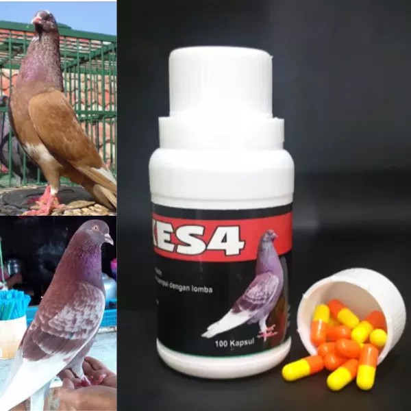 Baron XES4 Obat Merpati Kolong  Doping Burung Merpati Jual Eceran Per 10 kapsul