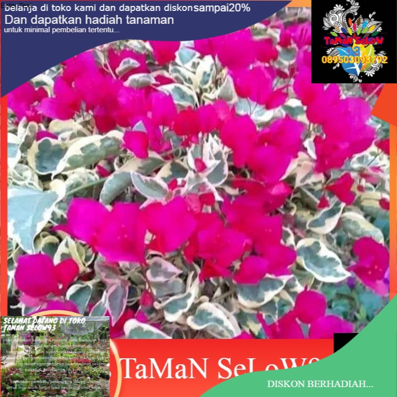 pohon bugenvil varigata-Tanaman bugenvil varigata bunga merah