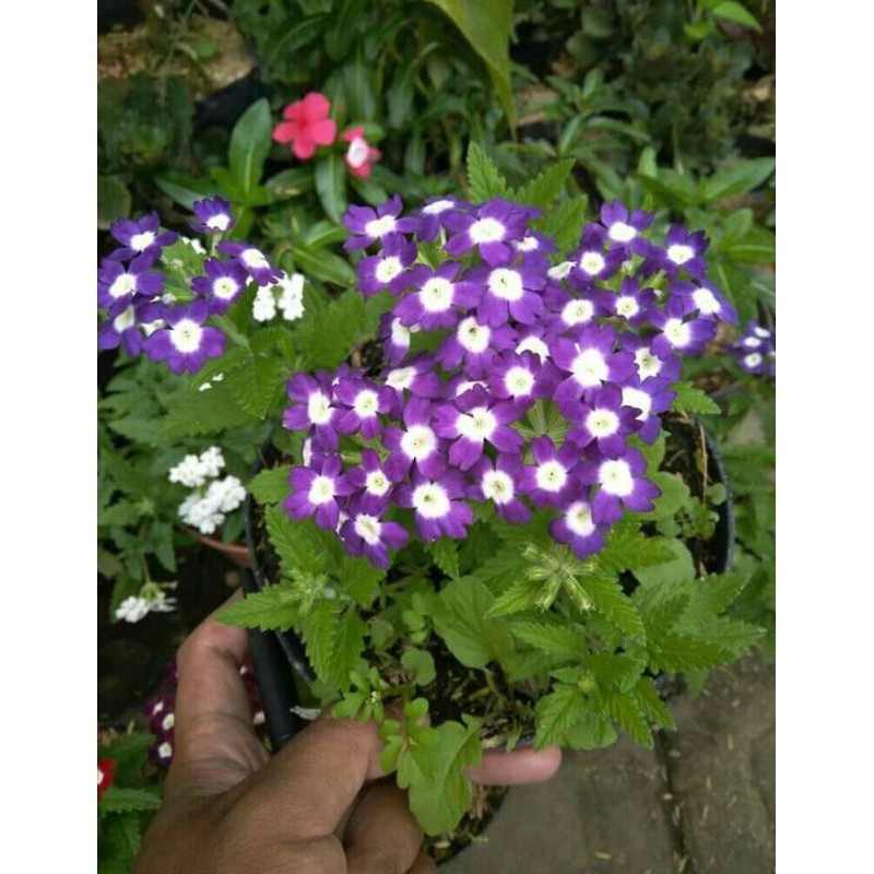 Bunga Verbena