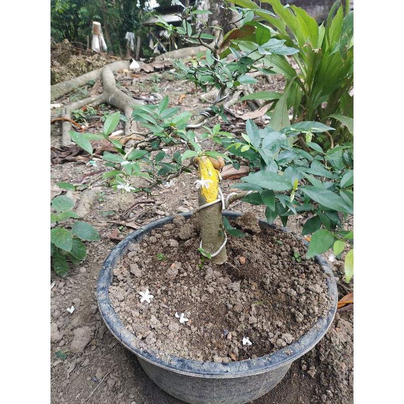 bonsai anting putri berkarakter akar keliling xc.