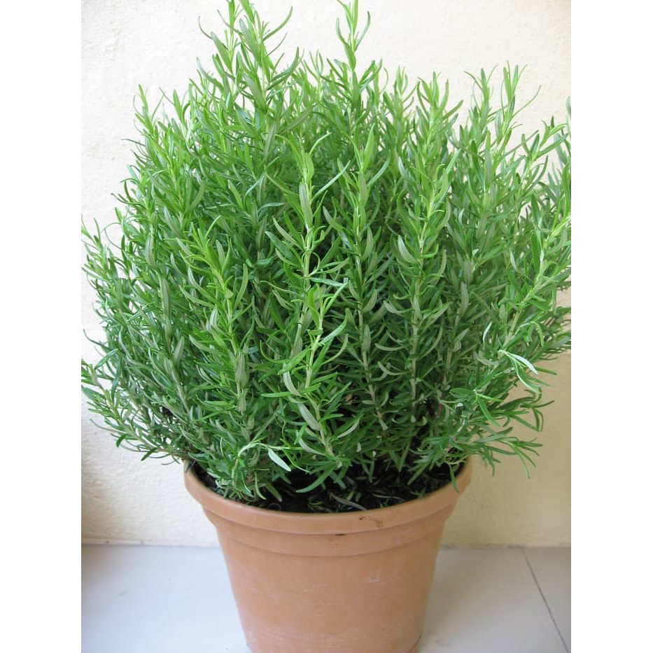 

Termurah Bibit / Benih / Seeds Herb Rosemary Herbal Wangi dan Harum Terlaris