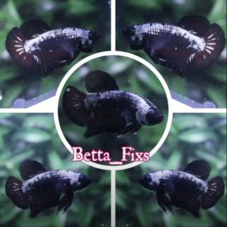 45 Gambar Ikan Cupang Black Samurai Gratis Terbaik