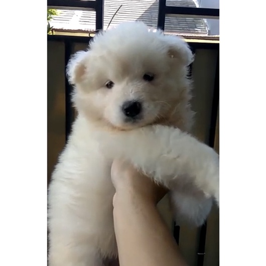 samoyed puppy jantan