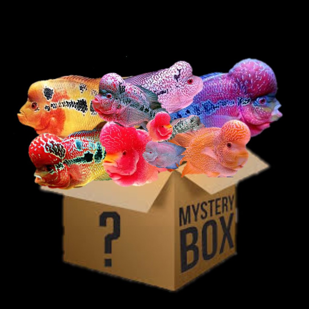 misteri box ikan lohan