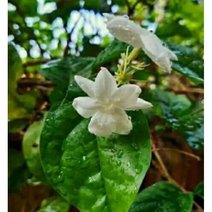 Tanaman hias pohon bunga wangi melati jawa/pohon melati jawa asli wangi