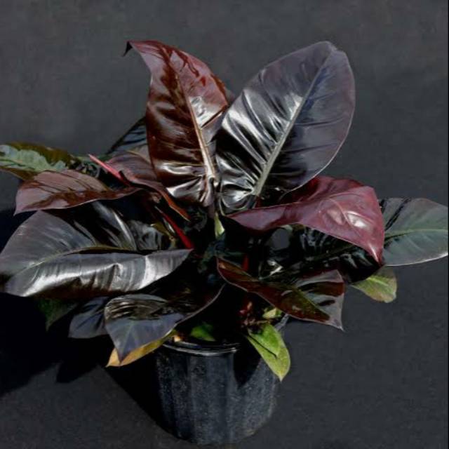 Tanaman Hias Philodendron Black Cardinal Shopee Indonesia